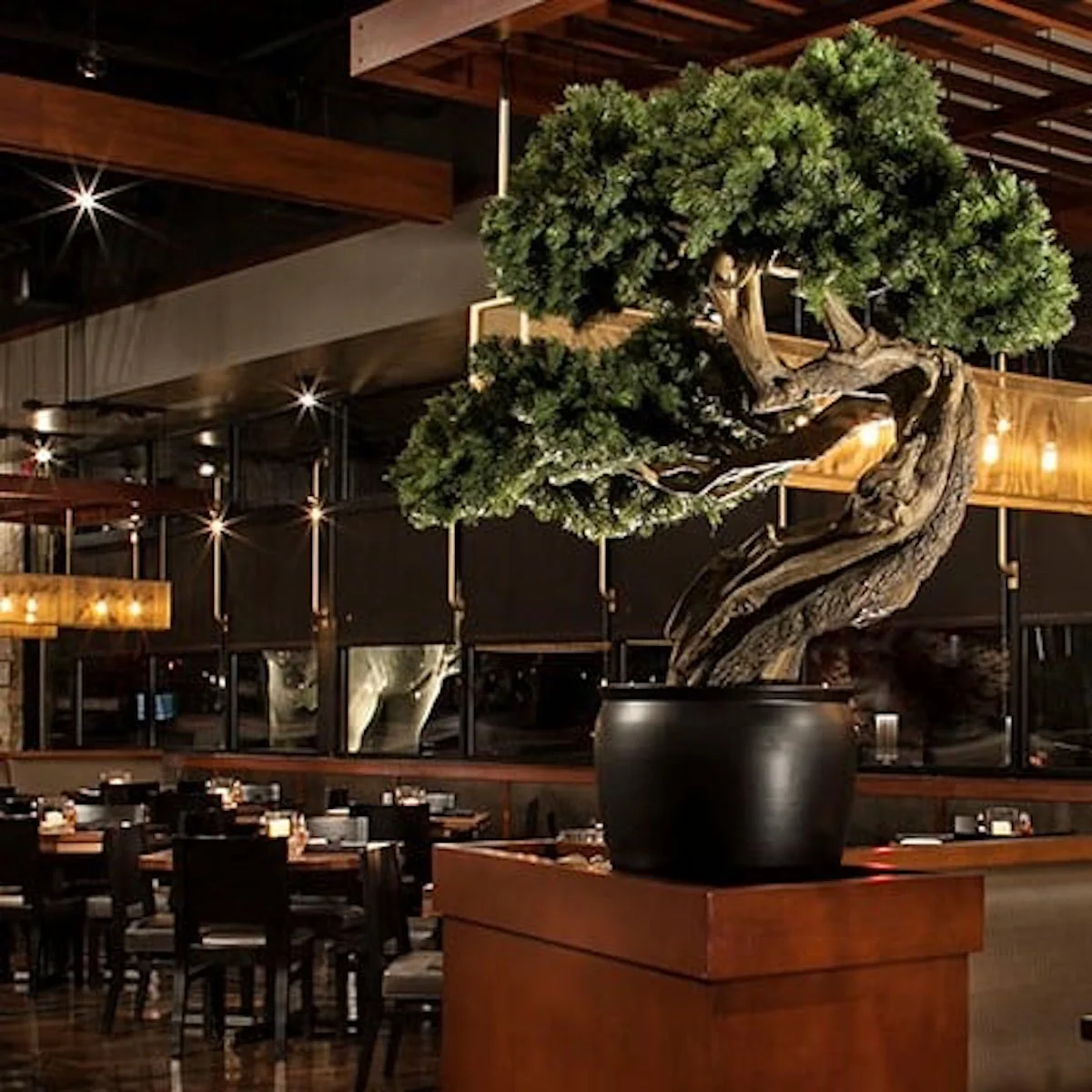 Bonsai trong nhà hàng