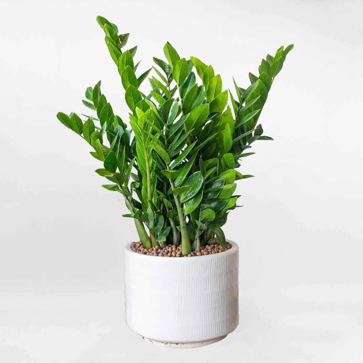 Cây Trang Trí Quán Cafe Đẹp và Phong Thủy