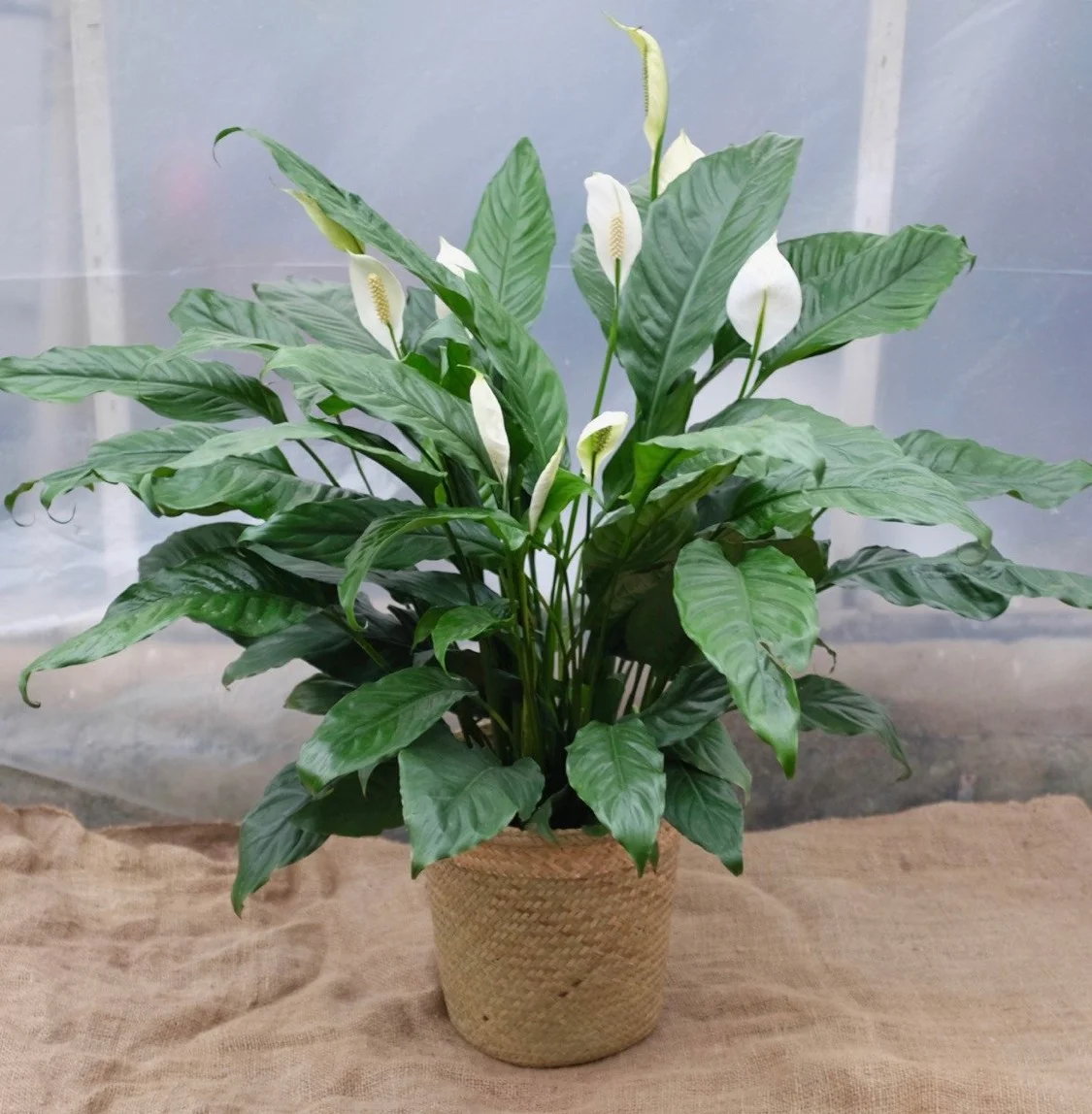 Cây Trang Trí Quán Cafe Đẹp và Phong Thủy