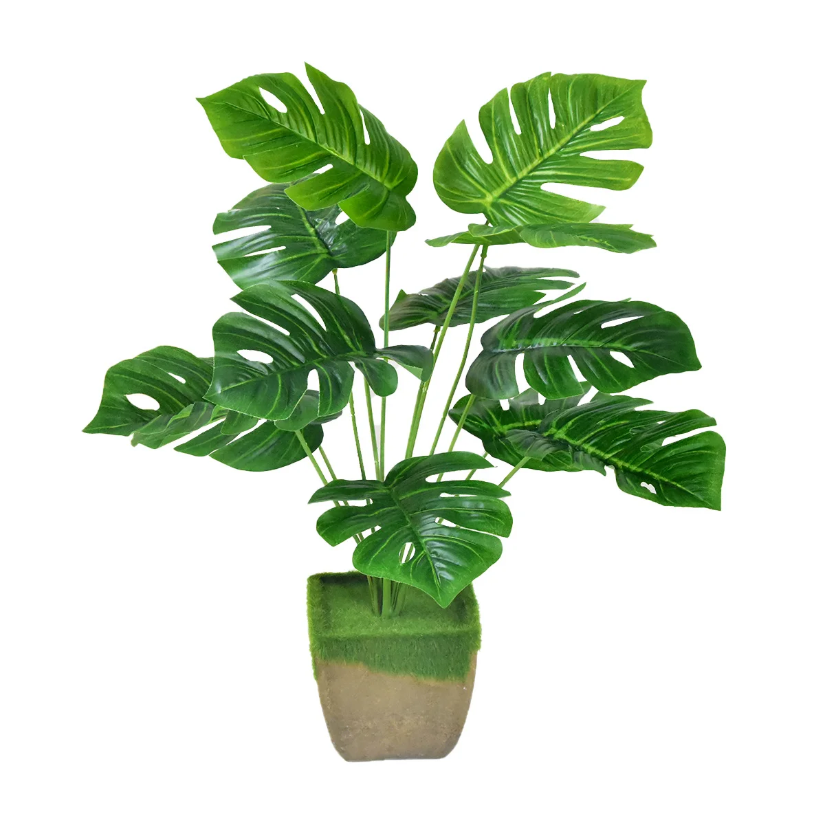 Cây Trang Trí Quán Cafe Đẹp và Phong Thủy