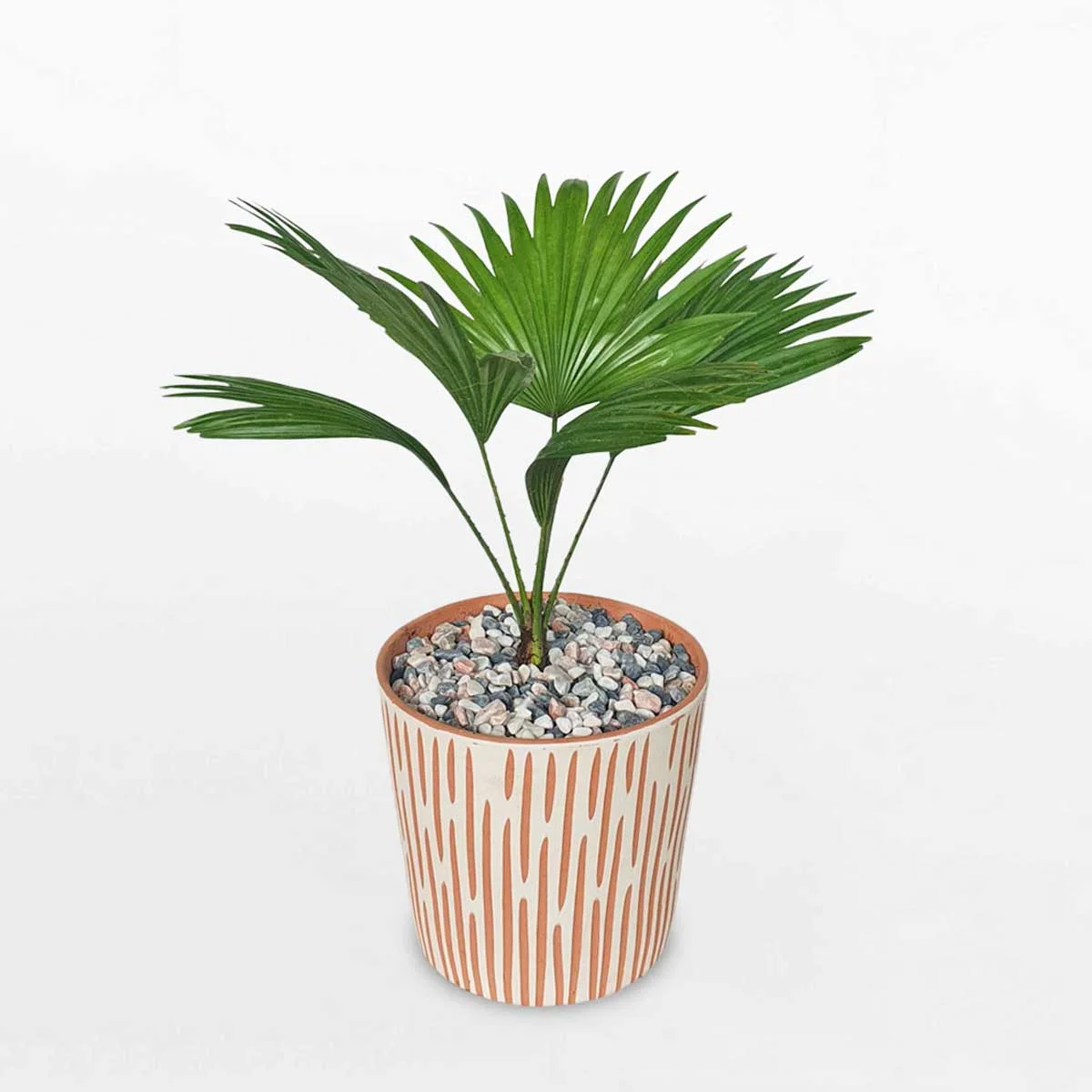 Cây Trang Trí Quán Cafe Đẹp và Phong Thủy